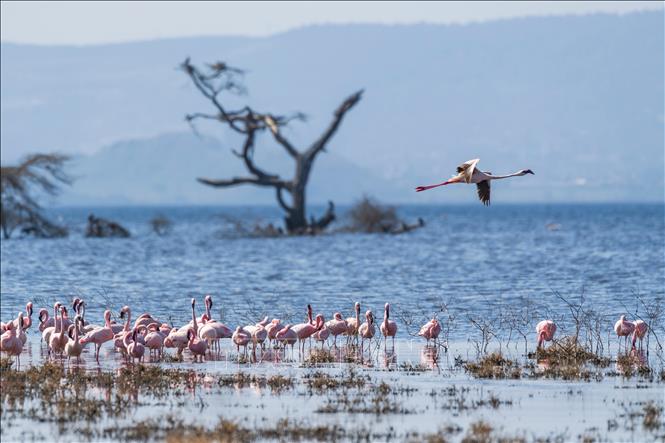 Đàn hồng hạc tại hồ Nakuru, thuộc hạt Nakuru, Kenya, trong khu vực Thung lũng Great Rift, ngày 26/8/2026. Ảnh: THX/TTXVN phát