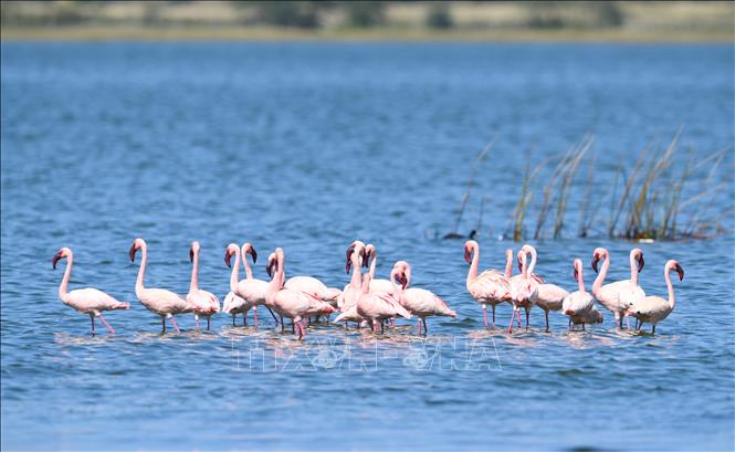 Đàn hồng hạc tại hồ Elementaita, thuộc hạt Nakuru, Kenya, trong khu vực Thung lũng Great Rift, ngày 26/8/2026. Ảnh: THX/TTXVN phát