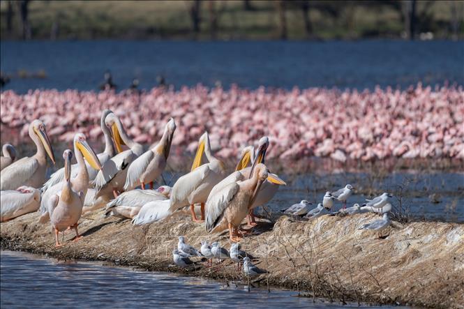 Các loài chim tại hồ Nakuru, thuộc hạt Nakuru, Kenya, trong khu vực Thung lũng Great Rift, ngày 26/8/2026. Ảnh: THX/TTXVN phát