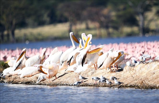 Các loài chim tại hồ Nakuru, thuộc hạt Nakuru, Kenya, trong khu vực Thung lũng Great Rift, ngày 26/8/2026. Ảnh: THX/TTXVN phát