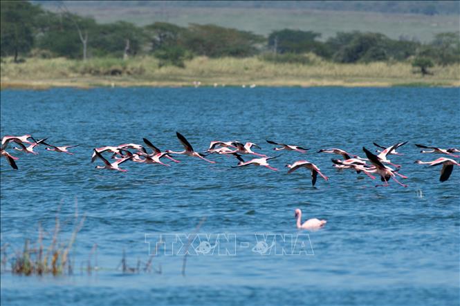 Hồng hạc tại hồ Elementaita, thuộc hạt Nakuru, Kenya, trong khu vực Thung lũng Great Rift, ngày 26/8/2026. Ảnh: THX/TTXVN phát
