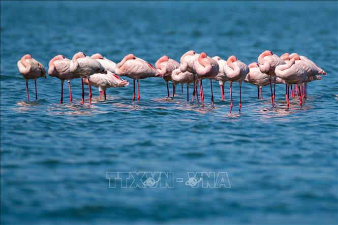 Hồng hạc tại hồ Elementaita, thuộc hạt Nakuru, Kenya, trong khu vực Thung lũng Great Rift, ngày 26/8/2026. Ảnh: THX/TTXVN phát