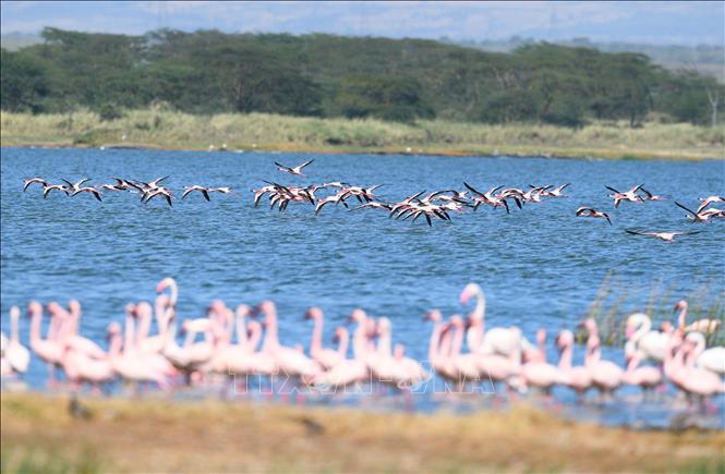 Hồng hạc tại hồ Elementaita, thuộc hạt Nakuru, Kenya, trong khu vực Thung lũng Great Rift, ngày 26/8/2026. Ảnh: THX/TTXVN phát