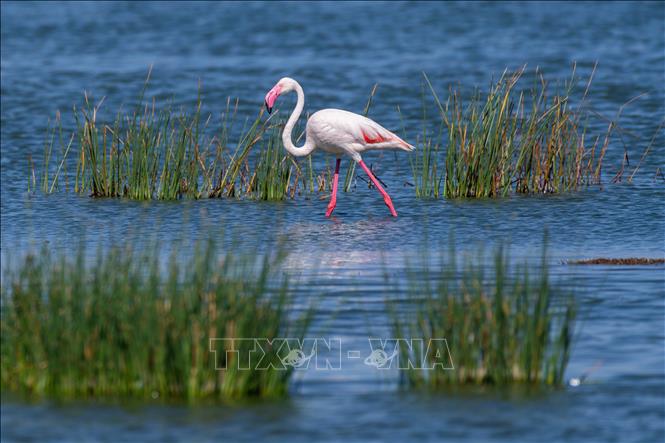Hồng hạc tại hồ Elementaita, thuộc hạt Nakuru, Kenya, trong khu vực Thung lũng Great Rift, ngày 26/8/2026. Ảnh: THX/TTXVN phát