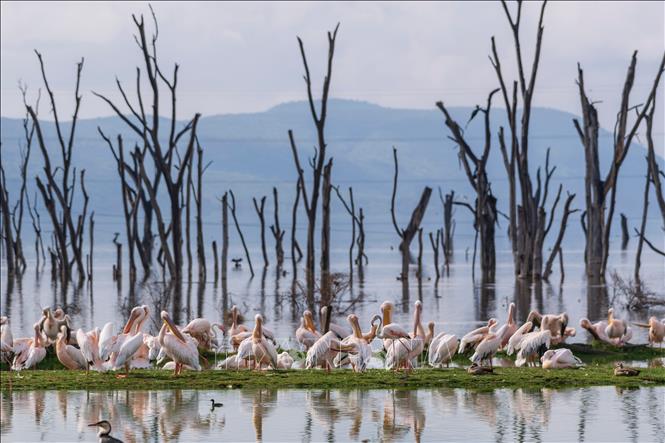 Các loài chim tại hồ Nakuru, thuộc hạt Nakuru, Kenya, trong khu vực Thung lũng Great Rift. Ảnh: THX/TTXVN phát