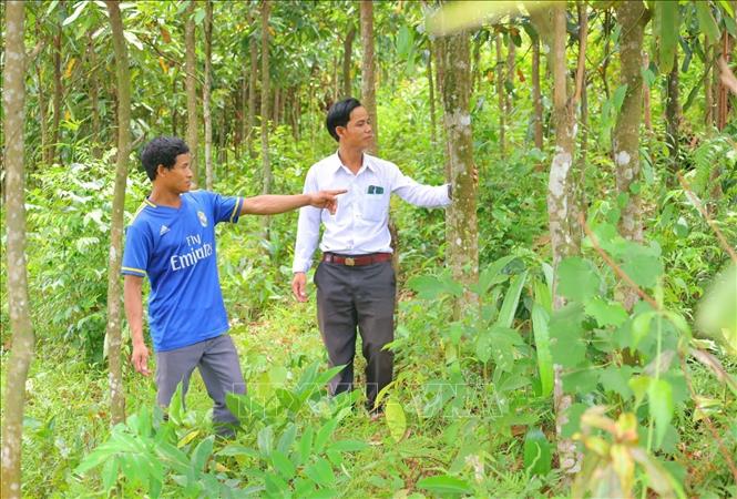 Người dân Trà Bồng (Quảng Ngãi) kiểm tra sinh trưởng của vườn quế. Ảnh: Đinh Hương - TTXVN