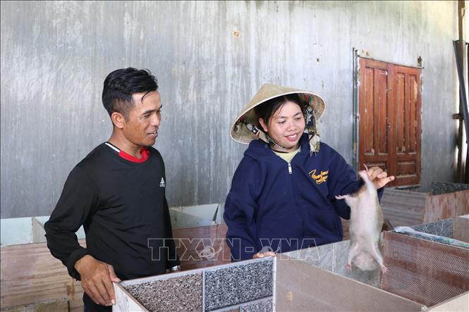 Chị Hồ Thị Nghi, thôn Trà Hiệp, xã Thanh Bồng (Quảng Ngãi) phát triển kinh tế gia đình và hỗ trợ người dân cùng nhau làm kinh tế. Ảnh: Đinh Hương - TTXVN
