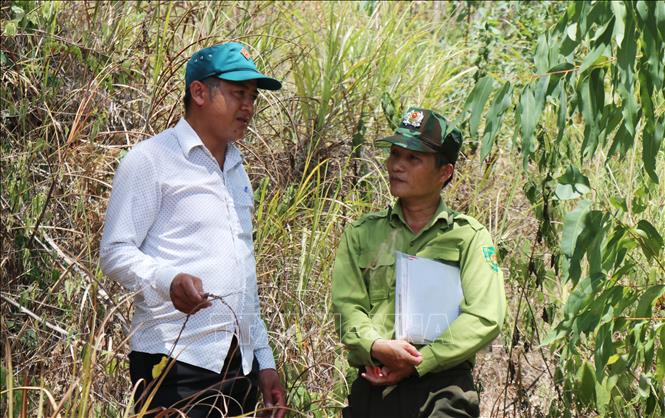 Cán bộ Hạt kiểm lâm khu vực XI kiểm tra năm bắt thông tin rừng chết có nguy cơ cháy. Ảnh: Phạm Cường-TTXVN