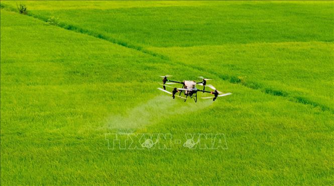 Thiết bị bay không người lái hỗ trợ phun thuốc bảo vệ thực vật trên các cánh đồng lớn ở Ninh Bình. Ảnh: Nguyễn Lành - TTXVN 