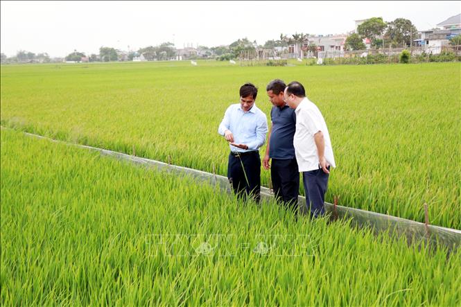 Cán bộ và người dân xã Giao Hòa (Ninh Bình) kiểm tra tình hình phát triển của lúa trên cánh đồng lớn 30ha tại thôn Lạc Thiện. Ảnh: Nguyễn Lành - TTXVN 