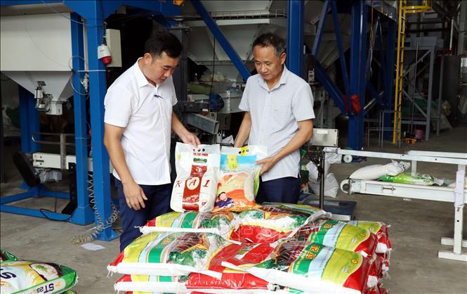 Các sản phẩm gạo chất lượng cao, đạt chứng nhận OCOP của Công ty TNHH Cường Tân, xã Ninh Cường (Ninh Bình). Ảnh: Nguyễn Lành - TTXVN 