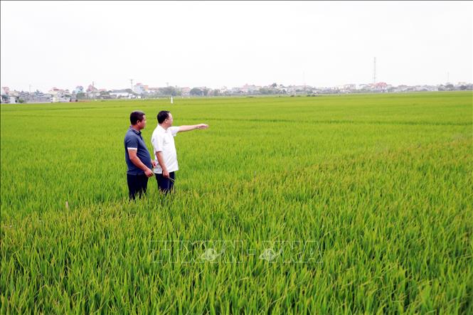 Cán bộ và người dân xã Giao Hòa (Ninh Bình) kiểm tra tình hình phát triển của lúa trên cánh đồng lớn 30ha tại thôn Lạc Thiện. Ảnh: Nguyễn Lành - TTXVN 