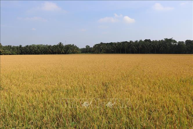 Ruộng lúa tại xã Cầu Kè, tỉnh Vĩnh Long đang vào vụ. Ảnh: Thanh Hòa - TTXVN