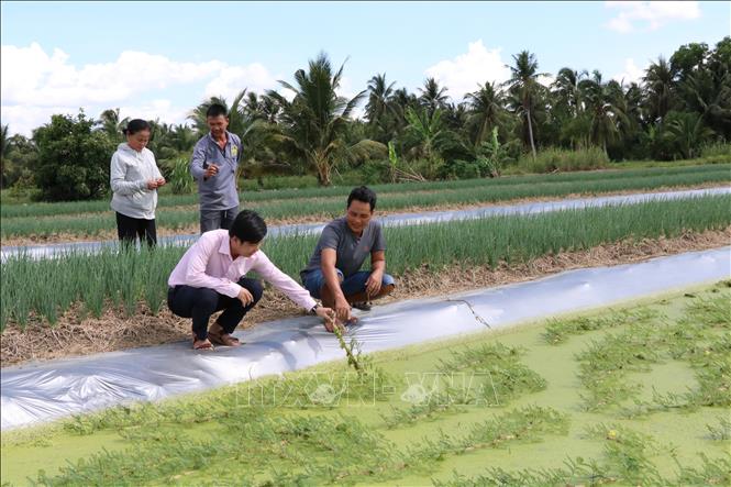 Người dân xã Phong Thạnh, tỉnh Vĩnh Long được tiếp cận nguồn vốn tín dụng chính sách để đầu tư phát triển sản xuất, tạo sinh kế và nâng cao thu nhập. Ảnh: Thanh Hòa - TTXVN