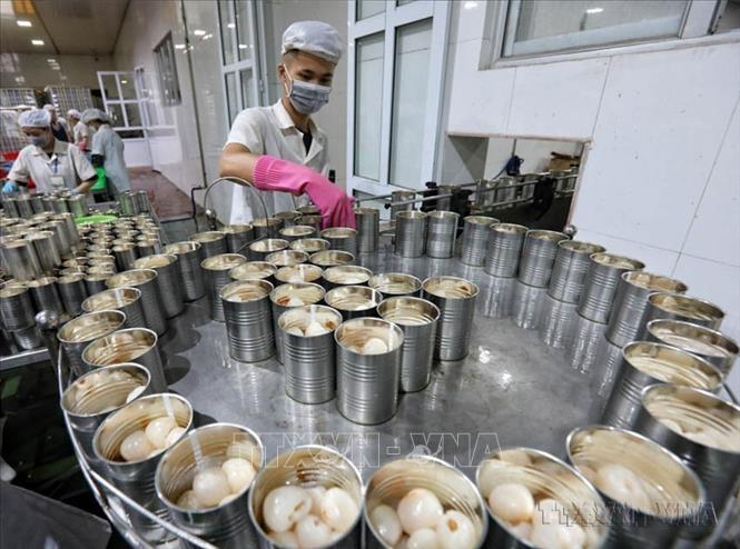 Thực hiện đường lối đổi mới, Việt Nam từ một nước nghèo, cơ cấu hạ tầng kinh tế - xã hội lạc hậu đã trở thành nước đang phát triển có thu nhập trung bình, hội nhập sâu rộng vào nền kinh tế khu vực và toàn cầu. Trong ảnh: Chế biến vải thiều của Công ty CP XNK thực phẩm Toàn Cầu (Lục Ngạn, Bắc Giang) xuất khẩu sang thị trường EU, Hàn Quốc, Nhật Bản, Úc... Ảnh: Danh Lam - TTXVN