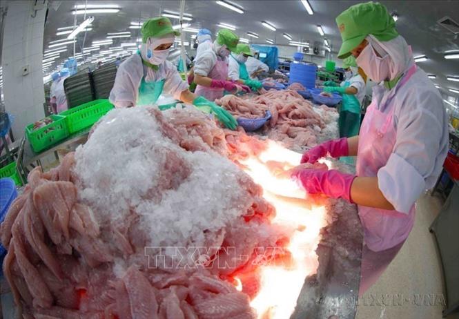 Thực hiện đường lối đổi mới, Việt Nam từ một nước nghèo, cơ cấu hạ tầng kinh tế - xã hội lạc hậu đã trở thành nước đang phát triển có thu nhập trung bình, hội nhập sâu rộng vào nền kinh tế khu vực và toàn cầu. Trong ảnh: Phân loại sản phẩm cá tra phi-lê ở nhà máy của Công ty CP Chế biến thuỷ sản Gò Đàng, khu công nghiệp Mỹ Tho, thành phố Mỹ Tho, tỉnh Tiền Giang. Ảnh: Vũ Sinh - TTXVN