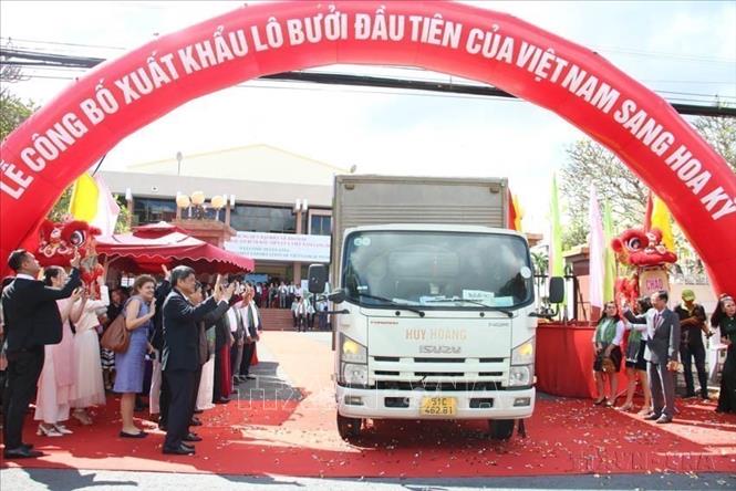 Lễ công bố xuất khẩu lô bưởi đầu tiên của Việt Nam sang Hoa Kỳ. Đây là sự kiện có ý nghĩa quan trọng bởi xuất khẩu chính ngạch trái bưởi sẽ giúp doanh nghiệp Việt Nam có cơ hội tiếp cận thị trường Hoa Kỳ rộng lớn, đồng thời giúp doanh nghiệp và nông dân thu được lợi nhuận cao hơn từ loại quả đặc sản này. Ảnh: Công Trí - TTXVN