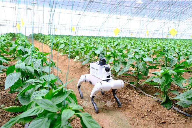 Robot tuần tra tại một nhà kính ở Sơn Đông, Trung Quốc. Ảnh: THX/TTXVN phát