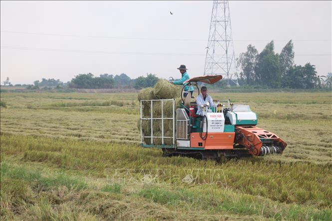 Trước đây, thói quen đốt rơm rạ trực tiếp trên đồng sau thu hoạch không chỉ lãng phí tài nguyên mà còn gây ô nhiễm môi trường nghiêm trọng. Việc thu gom rơm làm nấm đã giải quyết triệt để bài toán này. Ảnh: Thu Hiền - TTXVN