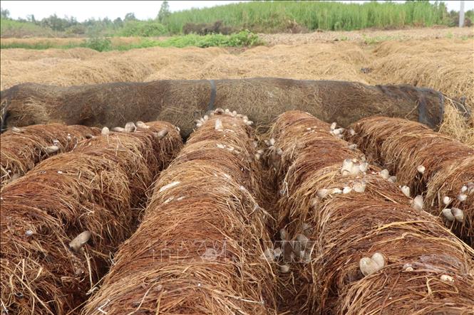 Thành phố Cần Thơ đã phát triển diện tích trồng nấm rơm lên tới hơn 1.000 ha, đạt sản lượng ước tính trên 10.000 tấn mỗi năm. Ảnh: Thu Hiền - TTXVN