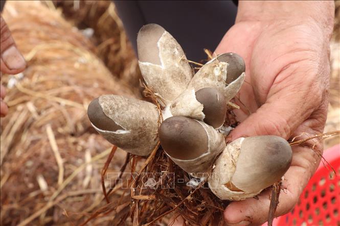 Cần Thơ đang hướng đến nghiên cứu các sản phẩm nấm rơm chế biến sâu nhằm kéo dài thời gian lưu trữ, đáp ứng các tiêu chuẩn khắt khe của thị trường quốc tế. Ảnh: Thu Hiền - TTXVN