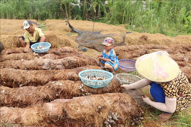Gia đình anh Lê Sáu (phường Thới An Đông), trồng 800 – 900 cuộn rơm và thu hoạch bình quân 200 kg nấm/ngày. Ảnh: Thu Hiền - TTXVN