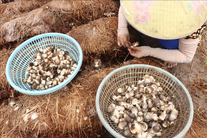 Phân loại nấm rơm mang lại giá trị khác biệt rõ rệt: nấm tròn (bán sỉ) có giá 60.000 – 70.000 đồng/kg, cao hơn nấm dù (bán lẻ) từ 15.000 – 20.000 đồng/kg. Ảnh: Thu Hiền – TTXVN