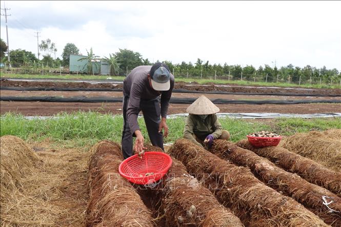 Thu hoạch nấm rơm ở xã Thới Lai. Ảnh: Thu Hiền - TTXVN 