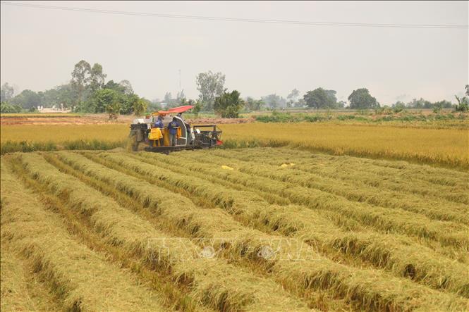 Với diện tích gieo trồng lúa năm 2025 đạt trên 720.000 ha và sản lượng hơn 4,6 triệu tấn, Cần Thơ sở hữu nguồn rơm rạ vô cùng dồi dào. Ảnh: Thu Hiền - TTXVN