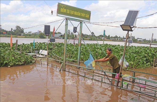 Bà Nguyễn Thị Diệu, ngụ ấp Vĩnh Bình, xã Vĩnh Hậu, tỉnh An Giang chăm sóc, cho đàn cá tự nhiên ăn hàng ngày. Ảnh: Công Mạo-TTXVN