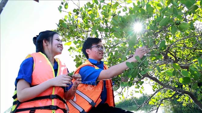 Du khách trải nghiệm tại rừng ngập mặn. Ảnh: Đinh Hương - TTXVN