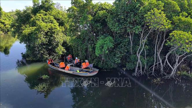 Rừng ngập mặn xanh mát dọc theo sông Kinh, sông Bài Ca của xã Tịnh Khê. Ảnh: Đinh Hương - TTXVN