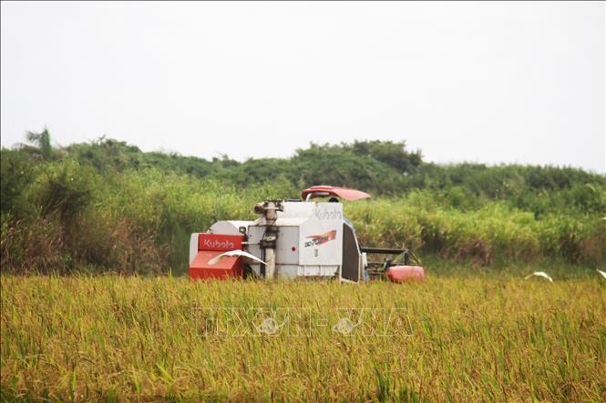 Cánh đồng lúa ở Cuba. Ảnh: Ngọc Duy - PV TTXVN tại Cuba