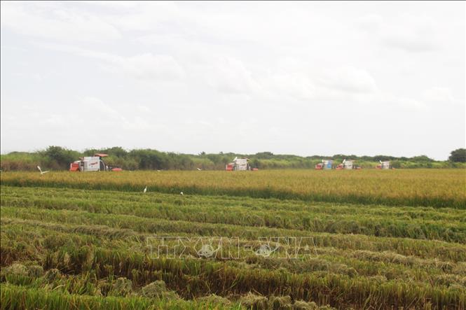 Cánh đồng lúa trong mùa gặt ở Cuba. Ảnh: Ngọc Duy - PV TTXVN tại Cuba