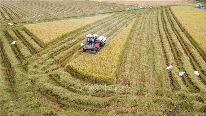 Không khí thu hoạch lúa Hè Thu diễn ra khẩn trương trên các cánh đồng ở Tây Ninh. Ảnh: Giang Phương - TTXVN