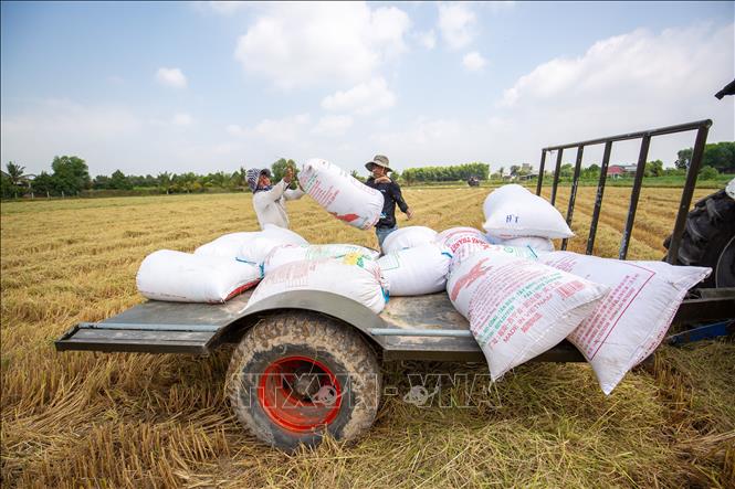 Nông dân tập kết lúa sau thu hoạch, chuẩn bị vận chuyển về nơi bảo quản. Ảnh: Giang Phương - TTXVN