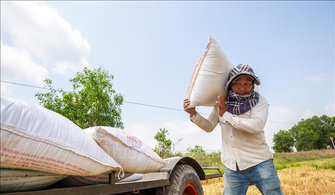 Lúa Hè Thu đến kỳ thu hoạch được nông dân khẩn trương thu gom, vận chuyển khỏi đồng ruộng. Ảnh: Giang Phương - TTXVN