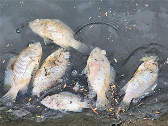 Cá rô tự nhiên chết nổi trắng bờ hồ điều hòa công viên Bồng Sơn. Ảnh: Công Tường -TTXVN