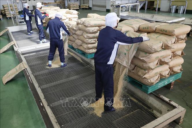 Gạo dự trữ của Chính phủ Nhật Bản được đưa đến một cơ sở xay xát gạo tại tỉnh Saitama. Ảnh: Kyodo/TTXVN phát