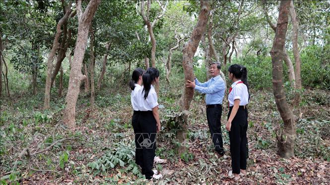 Rừng cây Bác Hồ được người dân địa phương tiếp tục giữ gìn, bảo vệ và trồng thêm những cây bản địa để trao truyền lại màu xanh và truyền thống cách mạng cho các thế hệ sau. Ảnh: Đỗ Trưởng – TTXVN