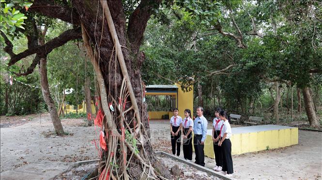 Những cây cổ thụ tại Rừng cây Bác Hồ gắn với nhiều sự kiện lịch sử, phong trào đấu tranh cách mạng giải phóng dân tộc tại vùng cát trắng Quảng Phú. Ảnh: Đỗ Trưởng – TTXVN