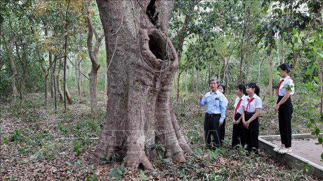 Những cây cổ thụ tại Rừng cây Bác Hồ gắn với nhiều sự kiện lịch sử, phong trào đấu tranh cách mạng giải phóng dân tộc tại vùng cát trắng Quảng Phú. Ảnh: Đỗ Trưởng – TTXVN