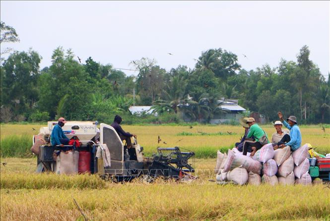 Thu hoạch lúa Hè Thu chín rộ tại xã Vĩnh Viễn, thành phố Cần Thơ. Ảnh: Duy Khương - TTXVN