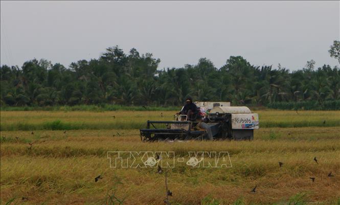Thu hoạch lúa Hè Thu chín rộ tại xã Vĩnh Viễn, thành phố Cần Thơ. Ảnh: Duy Khương - TTXVN