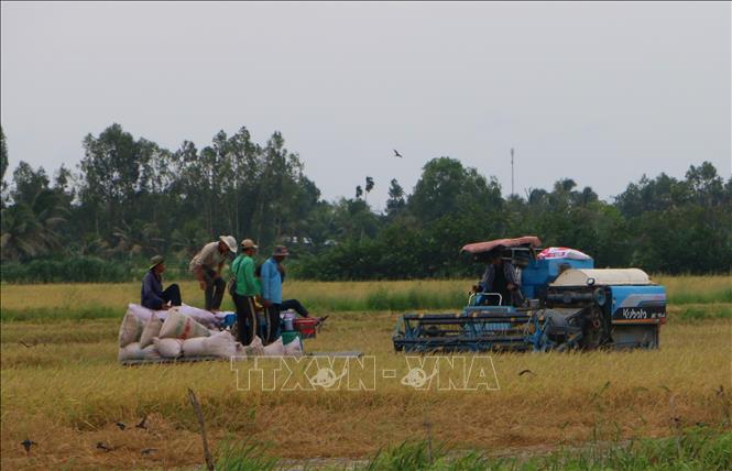 Thu hoạch lúa Hè Thu chín rộ tại xã Vĩnh Viễn, thành phố Cần Thơ. Ảnh: Duy Khương - TTXVN