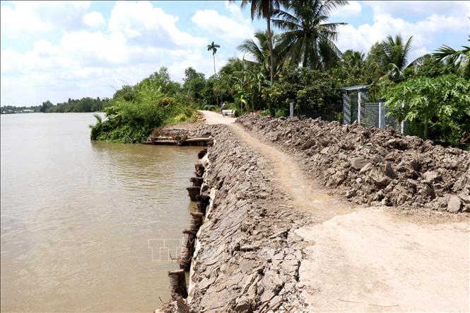 Một đoạn sạt lở trên tuyến đê bao sông Măng (xã Tân Long Hội) đang được gia cố khắc phục.  Ảnh: Lê Thúy Hằng – TTXVN