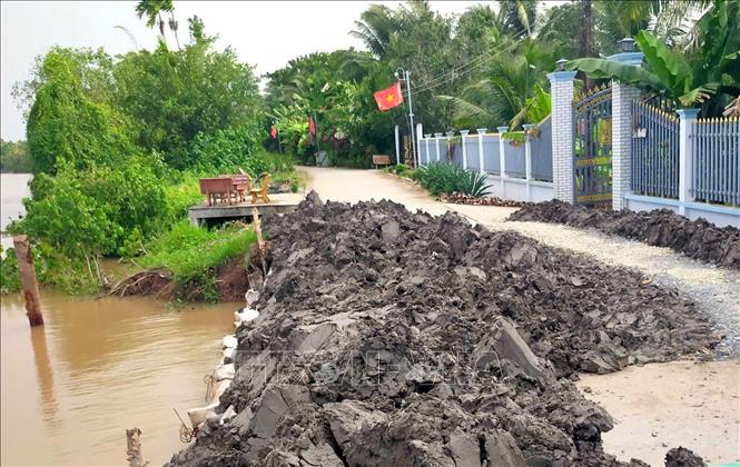 Một đoạn sạt lở trên tuyến đê bao sông Măng (xã Tân Long Hội) đang được gia cố khắc phục. Ảnh: Lê Thúy Hằng – TTXVN