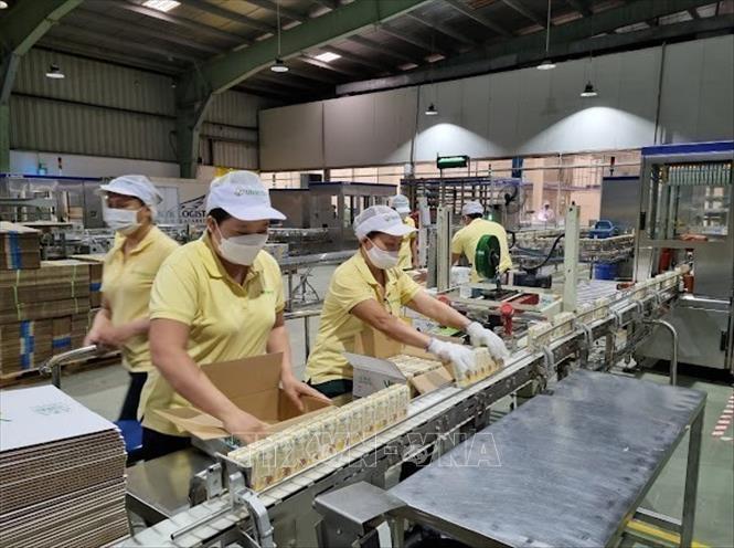 Sản phẩm sữa của  Công ty Vinasoy đã có mặt các thị trường lớn như Mỹ, Hàn Quốc, Nhật Bản và Trung Quốc, Myanmar. Ảnh: Anh Tuấn - TTXVN 