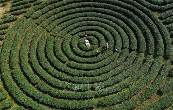 Đồi chè vân tay ở xã Bình Thuận cũng là một trong những địa điểm thu hút du khách tới tham quan dịp nghỉ lễ Quốc khánh 2/9/2026. Ảnh: Quang Quyết - TTXVN
