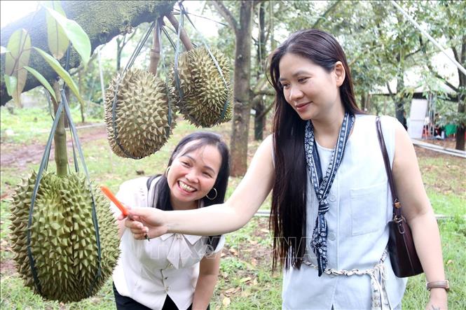 Du khách trải nghiệm gõ sầu riêng tại vườn trong khuôn khổ Lễ hội. Ảnh: Hoài Thu – TTXVN.